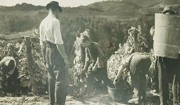 Geschichte zum Weingut